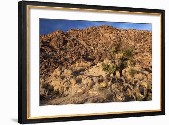 USA, California, Joshua Tree. Desert Landscape of Joshua Tree-Kymri Wilt-Framed Photographic Print