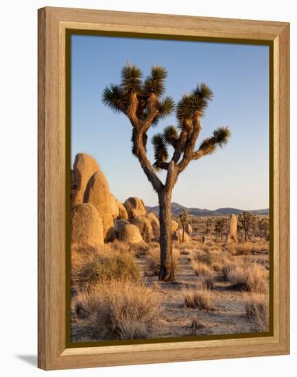 USA, California, Joshua Tree National Park at Hidden Valley-Ann Collins-Framed Premier Image Canvas