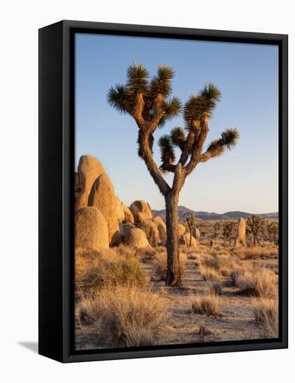 USA, California, Joshua Tree National Park at Hidden Valley-Ann Collins-Framed Premier Image Canvas