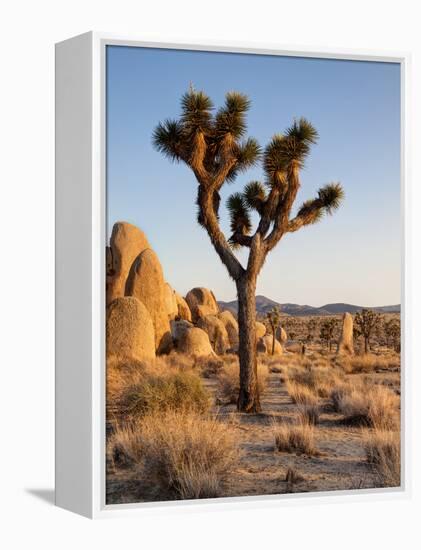 USA, California, Joshua Tree National Park at Hidden Valley-Ann Collins-Framed Premier Image Canvas