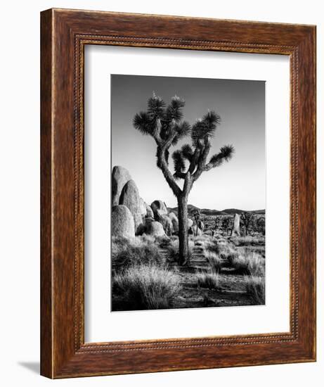 USA, California, Joshua Tree National Park at Hidden Valley-Ann Collins-Framed Premium Photographic Print