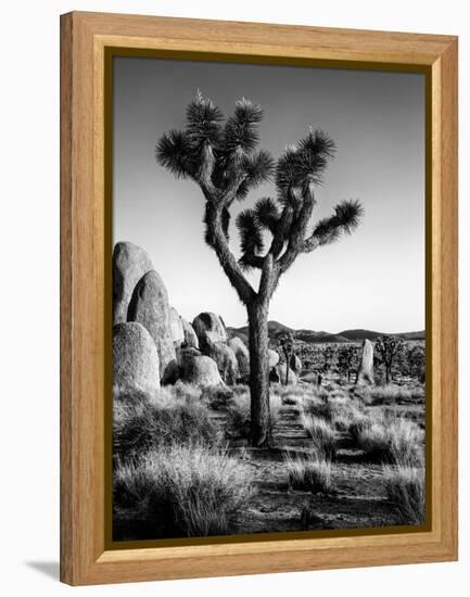 USA, California, Joshua Tree National Park at Hidden Valley-Ann Collins-Framed Premier Image Canvas