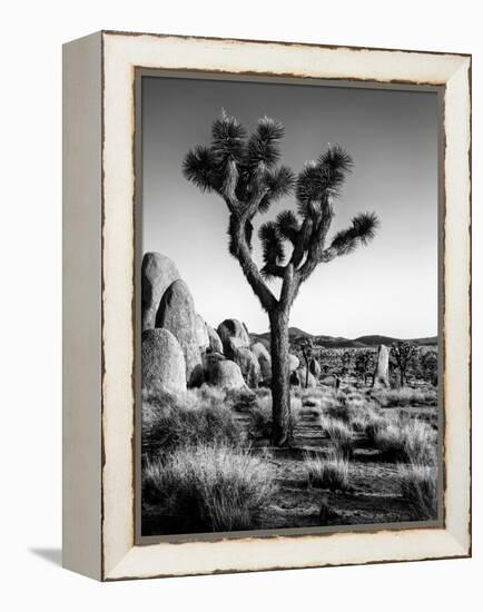 USA, California, Joshua Tree National Park at Hidden Valley-Ann Collins-Framed Premier Image Canvas