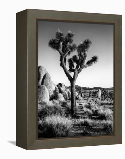 USA, California, Joshua Tree National Park at Hidden Valley-Ann Collins-Framed Premier Image Canvas