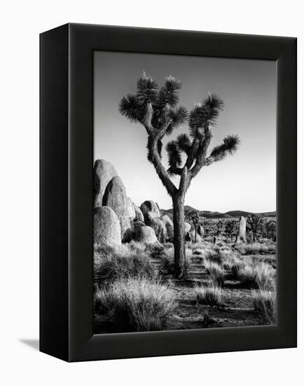USA, California, Joshua Tree National Park at Hidden Valley-Ann Collins-Framed Premier Image Canvas