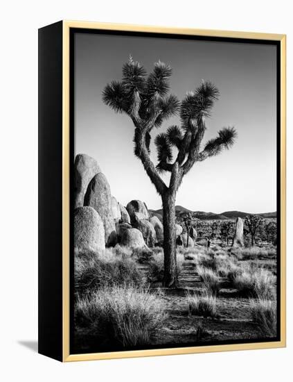 USA, California, Joshua Tree National Park at Hidden Valley-Ann Collins-Framed Premier Image Canvas