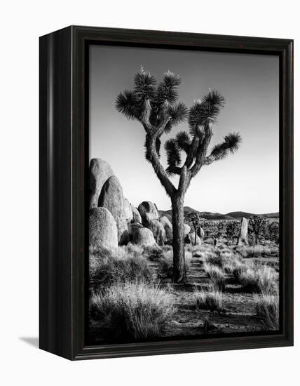 USA, California, Joshua Tree National Park at Hidden Valley-Ann Collins-Framed Premier Image Canvas