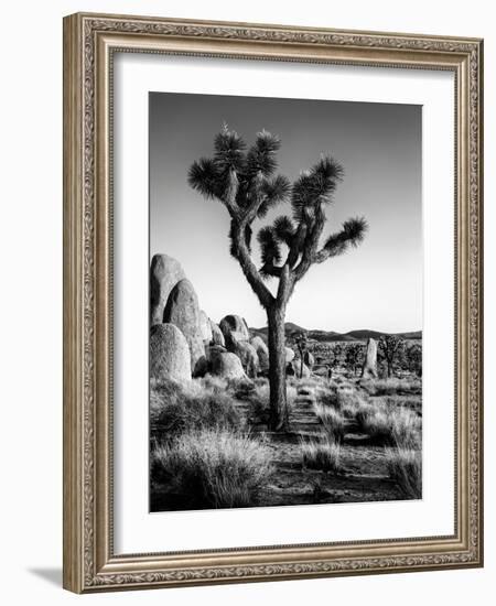 USA, California, Joshua Tree National Park at Hidden Valley-Ann Collins-Framed Photographic Print