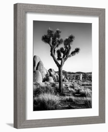 USA, California, Joshua Tree National Park at Hidden Valley-Ann Collins-Framed Photographic Print