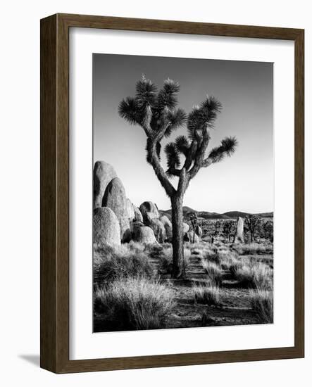 USA, California, Joshua Tree National Park at Hidden Valley-Ann Collins-Framed Photographic Print