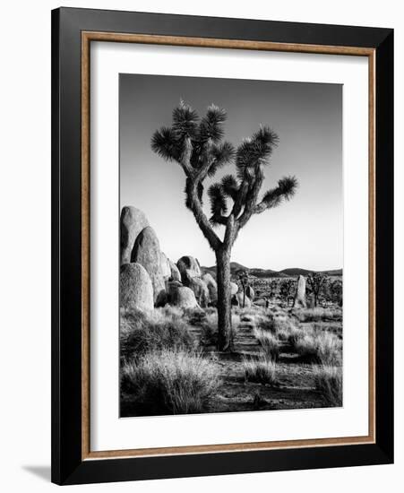 USA, California, Joshua Tree National Park at Hidden Valley-Ann Collins-Framed Photographic Print