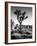 USA, California, Joshua Tree National Park at Hidden Valley-Ann Collins-Framed Photographic Print