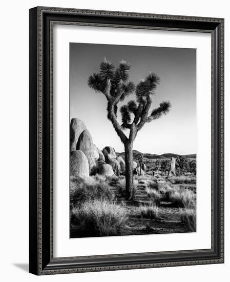 USA, California, Joshua Tree National Park at Hidden Valley-Ann Collins-Framed Photographic Print