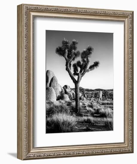 USA, California, Joshua Tree National Park at Hidden Valley-Ann Collins-Framed Photographic Print