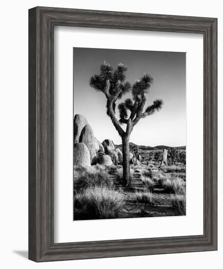 USA, California, Joshua Tree National Park at Hidden Valley-Ann Collins-Framed Photographic Print