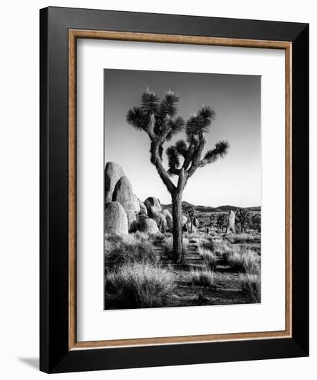 USA, California, Joshua Tree National Park at Hidden Valley-Ann Collins-Framed Photographic Print