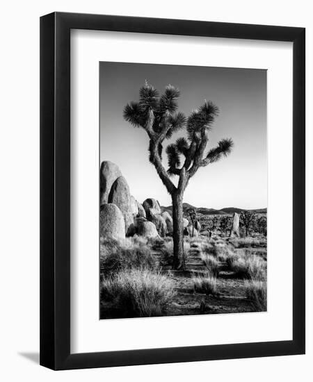 USA, California, Joshua Tree National Park at Hidden Valley-Ann Collins-Framed Photographic Print