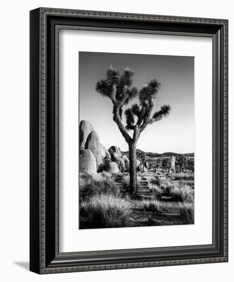 USA, California, Joshua Tree National Park at Hidden Valley-Ann Collins-Framed Photographic Print