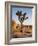 USA, California, Joshua Tree National Park at Hidden Valley-Ann Collins-Framed Photographic Print