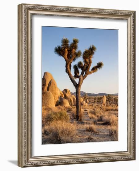 USA, California, Joshua Tree National Park at Hidden Valley-Ann Collins-Framed Photographic Print