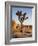 USA, California, Joshua Tree National Park at Hidden Valley-Ann Collins-Framed Photographic Print