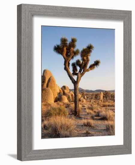 USA, California, Joshua Tree National Park at Hidden Valley-Ann Collins-Framed Photographic Print