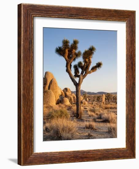 USA, California, Joshua Tree National Park at Hidden Valley-Ann Collins-Framed Photographic Print