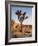 USA, California, Joshua Tree National Park at Hidden Valley-Ann Collins-Framed Photographic Print