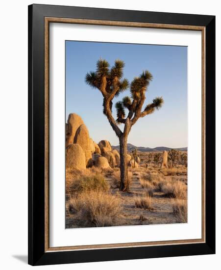 USA, California, Joshua Tree National Park at Hidden Valley-Ann Collins-Framed Photographic Print