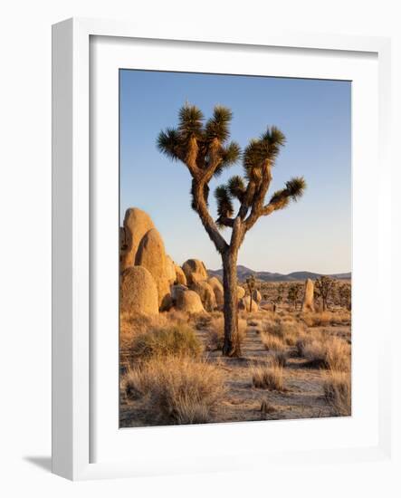 USA, California, Joshua Tree National Park at Hidden Valley-Ann Collins-Framed Photographic Print