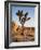 USA, California, Joshua Tree National Park at Hidden Valley-Ann Collins-Framed Photographic Print