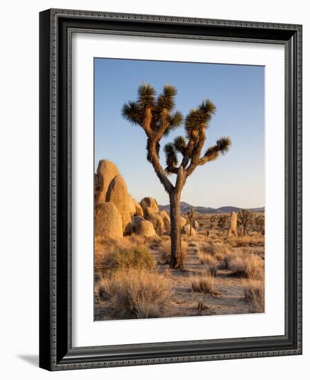 USA, California, Joshua Tree National Park at Hidden Valley-Ann Collins-Framed Photographic Print