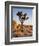 USA, California, Joshua Tree National Park at Hidden Valley-Ann Collins-Framed Photographic Print