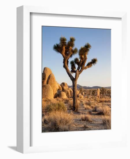 USA, California, Joshua Tree National Park at Hidden Valley-Ann Collins-Framed Photographic Print