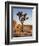 USA, California, Joshua Tree National Park at Hidden Valley-Ann Collins-Framed Photographic Print