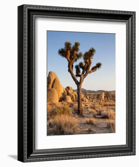 USA, California, Joshua Tree National Park at Hidden Valley-Ann Collins-Framed Photographic Print