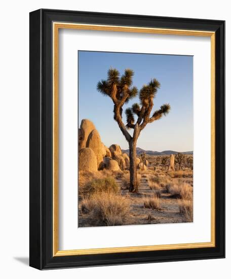 USA, California, Joshua Tree National Park at Hidden Valley-Ann Collins-Framed Photographic Print