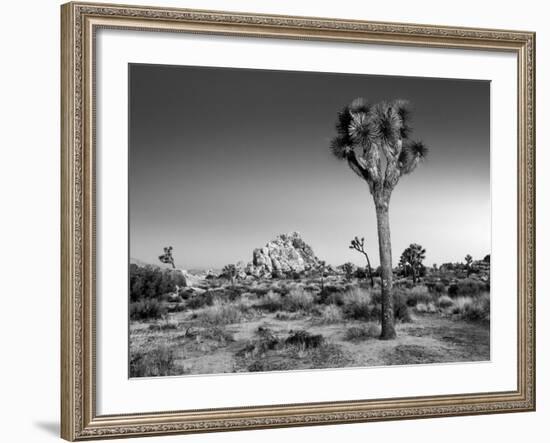 USA, California, Joshua Tree National Park, Dawn and Joshua Trees-Ann Collins-Framed Photographic Print