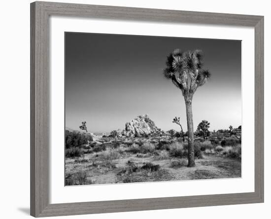 USA, California, Joshua Tree National Park, Dawn and Joshua Trees-Ann Collins-Framed Photographic Print