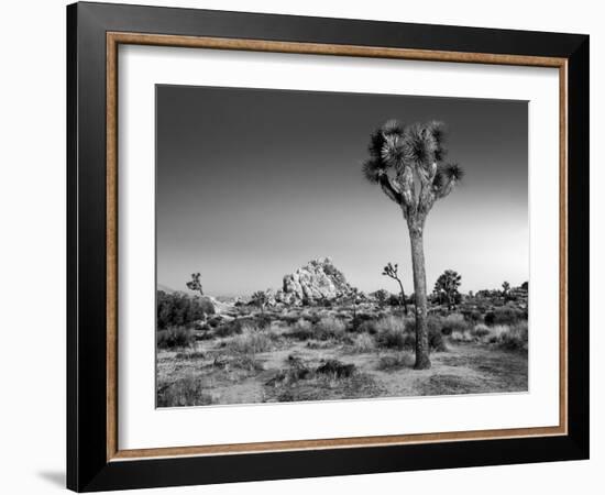 USA, California, Joshua Tree National Park, Dawn and Joshua Trees-Ann Collins-Framed Photographic Print