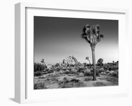 USA, California, Joshua Tree National Park, Dawn and Joshua Trees-Ann Collins-Framed Photographic Print