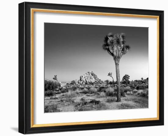 USA, California, Joshua Tree National Park, Dawn and Joshua Trees-Ann Collins-Framed Photographic Print