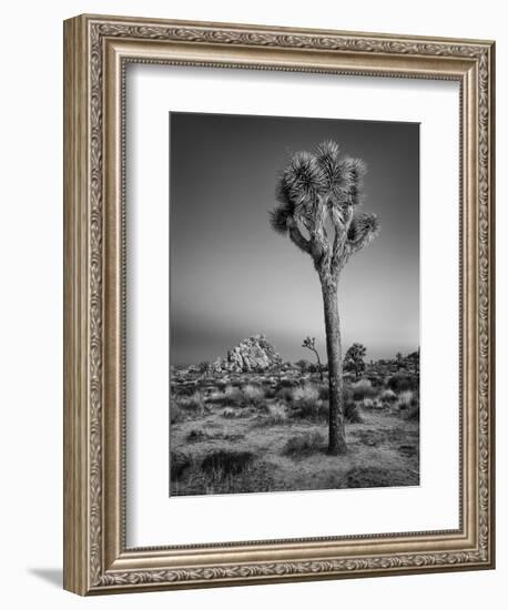 USA, California, Joshua Tree National Park, Dawn and Joshua Trees-Ann Collins-Framed Photographic Print