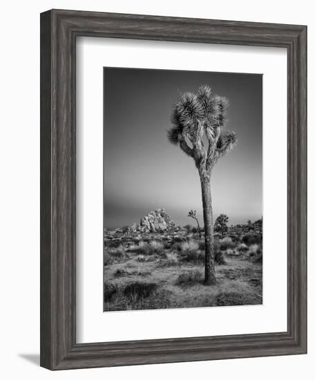 USA, California, Joshua Tree National Park, Dawn and Joshua Trees-Ann Collins-Framed Photographic Print