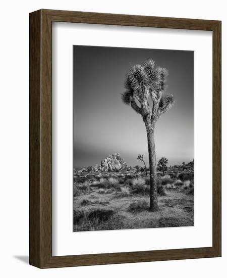 USA, California, Joshua Tree National Park, Dawn and Joshua Trees-Ann Collins-Framed Photographic Print