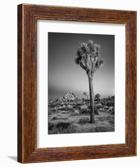 USA, California, Joshua Tree National Park, Dawn and Joshua Trees-Ann Collins-Framed Photographic Print