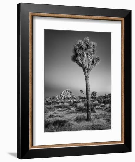 USA, California, Joshua Tree National Park, Dawn and Joshua Trees-Ann Collins-Framed Photographic Print