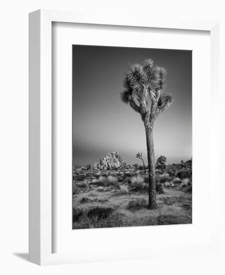 USA, California, Joshua Tree National Park, Dawn and Joshua Trees-Ann Collins-Framed Photographic Print