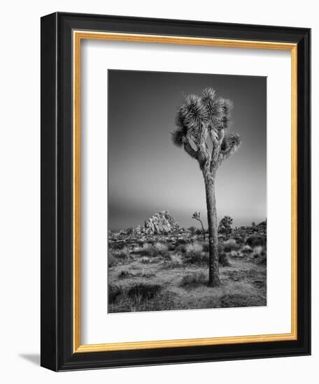 USA, California, Joshua Tree National Park, Dawn and Joshua Trees-Ann Collins-Framed Photographic Print