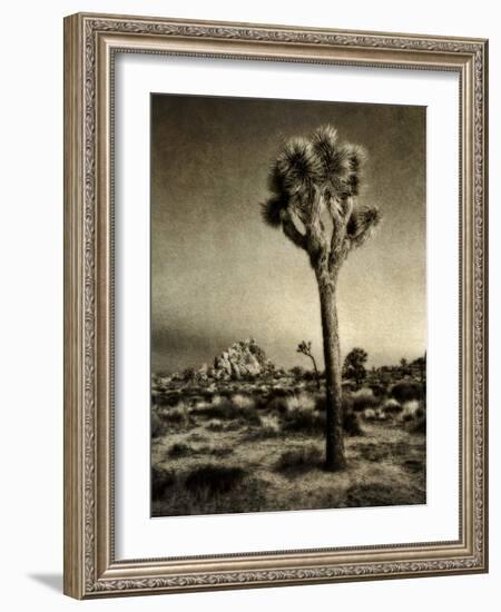 USA, California, Joshua Tree National Park, Dawn and Joshua trees-Ann Collins-Framed Photographic Print